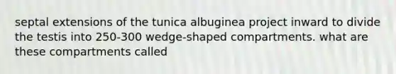 septal extensions of the tunica albuginea project inward to divide the testis into 250-300 wedge-shaped compartments. what are these compartments called