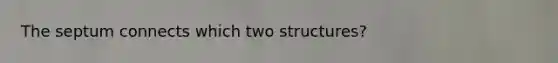 The septum connects which two structures?