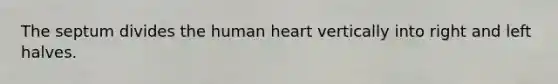 The septum divides the human heart vertically into right and left halves.