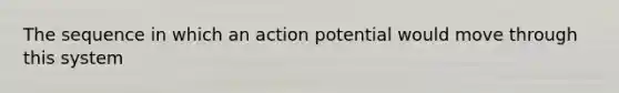 The sequence in which an action potential would move through this system