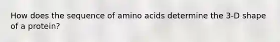 How does the sequence of amino acids determine the 3-D shape of a protein?