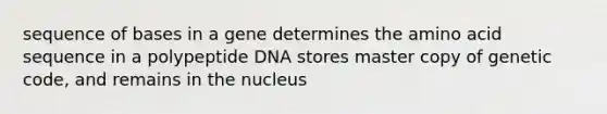 sequence of bases in a gene determines the amino acid sequence in a polypeptide DNA stores master copy of genetic code, and remains in the nucleus