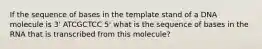 If the sequence of bases in the template stand of a DNA molecule is 3' ATCGCTCC 5' what is the sequence of bases in the RNA that is transcribed from this molecule?