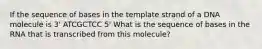 If the sequence of bases in the template strand of a DNA molecule is 3' ATCGCTCC 5' What is the sequence of bases in the RNA that is transcribed from this molecule?