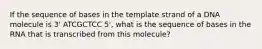 If the sequence of bases in the template strand of a DNA molecule is 3' ATCGCTCC 5', what is the sequence of bases in the RNA that is transcribed from this molecule?