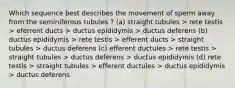 Which sequence best describes the movement of sperm away from the seminiferous tubules ? (a) straight tubules > rete testis > eferrent ducts > ductus epididymis > ductus deferens (b) ductus epididymis > rete testis > efferent ducts > straight tubules > ductus deferens (c) efferent ductules > rete testis > straight tubules > ductus deferens > ductus epididymis (d) rete testis > straight tubules > efferent ductules > ductus epididymis > ductus deferens