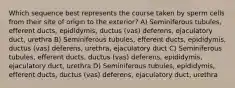 Which sequence best represents the course taken by sperm cells from their site of origin to the exterior? A) Seminiferous tubules, efferent ducts, epididymis, ductus (vas) deferens, ejaculatory duct, urethra B) Seminiferous tubules, efferent ducts, epididymis, ductus (vas) deferens, urethra, ejaculatory duct C) Seminiferous tubules, efferent ducts, ductus (vas) deferens, epididymis, ejaculatory duct, urethra D) Seminiferous tubules, epididymis, efferent ducts, ductus (vas) deferens, ejaculatory duct, urethra