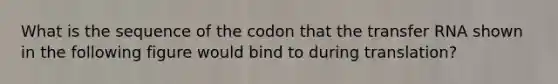 What is the sequence of the codon that the transfer RNA shown in the following figure would bind to during translation?