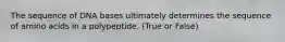 The sequence of DNA bases ultimately determines the sequence of amino acids in a polypeptide. (True or False)