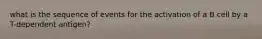 what is the sequence of events for the activation of a B cell by a T-dependent antigen?