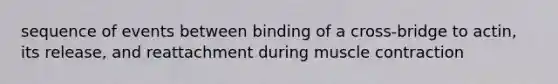 sequence of events between binding of a cross-bridge to actin, its release, and reattachment during muscle contraction