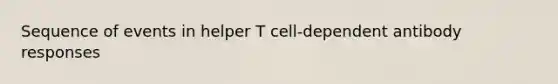 Sequence of events in helper T cell-dependent antibody responses