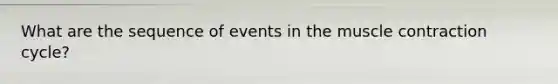 What are the sequence of events in the muscle contraction cycle?