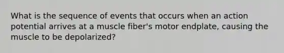 What is the sequence of events that occurs when an action potential arrives at a muscle fiber's motor endplate, causing the muscle to be depolarized?