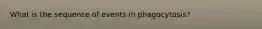 What is the sequence of events in phagocytosis?