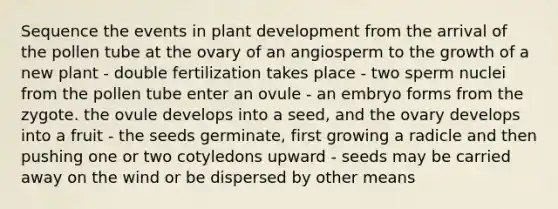 Sequence the events in plant development from the arrival of the pollen tube at the ovary of an angiosperm to the growth of a new plant - double fertilization takes place - two sperm nuclei from the pollen tube enter an ovule - an embryo forms from the zygote. the ovule develops into a seed, and the ovary develops into a fruit - the seeds germinate, first growing a radicle and then pushing one or two cotyledons upward - seeds may be carried away on the wind or be dispersed by other means