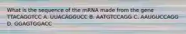 What is the sequence of the mRNA made from the gene TTACAGGTCC A. UUACAGGUCC B. AATGTCCAGG C. AAUGUCCAGG D. GGAGTGGACC