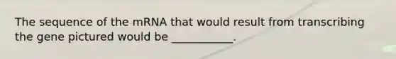 The sequence of the mRNA that would result from transcribing the gene pictured would be ___________.