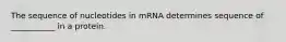 The sequence of nucleotides in mRNA determines sequence of ___________ in a protein.