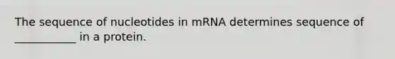 The sequence of nucleotides in mRNA determines sequence of ___________ in a protein.