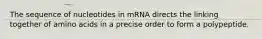 The sequence of nucleotides in mRNA directs the linking together of amino acids in a precise order to form a polypeptide.