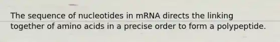 The sequence of nucleotides in mRNA directs the linking together of amino acids in a precise order to form a polypeptide.