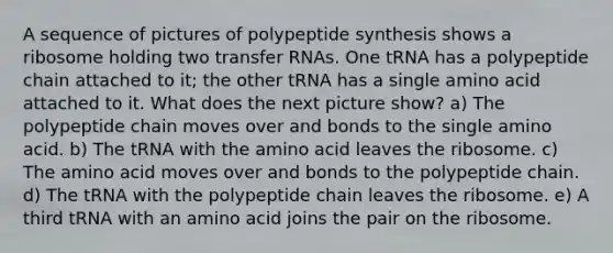 A sequence of pictures of polypeptide synthesis shows a ribosome holding two <a href='https://www.questionai.com/knowledge/kYREgpZMtc-transfer-rna' class='anchor-knowledge'>transfer rna</a>s. One tRNA has a polypeptide chain attached to it; the other tRNA has a single amino acid attached to it. What does the next picture show? a) The polypeptide chain moves over and bonds to the single amino acid. b) The tRNA with the amino acid leaves the ribosome. c) The amino acid moves over and bonds to the polypeptide chain. d) The tRNA with the polypeptide chain leaves the ribosome. e) A third tRNA with an amino acid joins the pair on the ribosome.