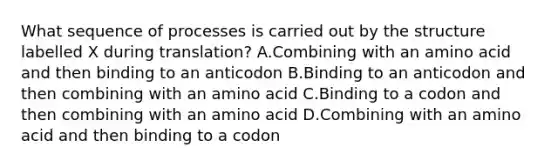 What sequence of processes is carried out by the structure labelled X during translation? A.Combining with an amino acid and then binding to an anticodon B.Binding to an anticodon and then combining with an amino acid C.Binding to a codon and then combining with an amino acid D.Combining with an amino acid and then binding to a codon