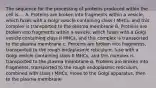 The sequence for the processing of proteins produced within the cell is.... A. Proteins are broken into fragments within a vesicle, which fuses with a Golgi vesicle containing class I MHCs, and this complex is transported to the plasma membrane B. Proteins are broken into fragments within a vesicle, which fuses with a Golgi vesicle containing class II MHCs, and this complex is transported to the plasma membrane c. Proteins are broken into fragments, transported to the rough endoplasmic reticulum, fuse with a Golgi vesicle containing class II MHCs, and this complex is transported to the plasma membrane d. Proteins are broken into fragments, transported to the rough endoplasmic reticulum, combined with class I MHCs, move to the Golgi apparatus, then to the plasma membrane