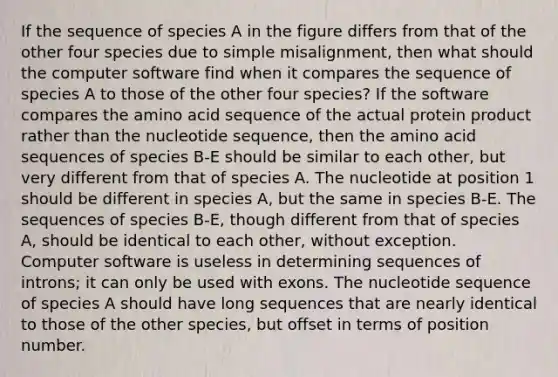 If the sequence of species A in the figure differs from that of the other four species due to simple misalignment, then what should the computer software find when it compares the sequence of species A to those of the other four species? If the software compares the amino acid sequence of the actual protein product rather than the nucleotide sequence, then the amino acid sequences of species B-E should be similar to each other, but very different from that of species A. The nucleotide at position 1 should be different in species A, but the same in species B-E. The sequences of species B-E, though different from that of species A, should be identical to each other, without exception. Computer software is useless in determining sequences of introns; it can only be used with exons. The nucleotide sequence of species A should have long sequences that are nearly identical to those of the other species, but offset in terms of position number.