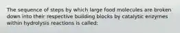 The sequence of steps by which large food molecules are broken down into their respective building blocks by catalytic enzymes within hydrolysis reactions is called: