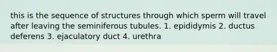 this is the sequence of structures through which sperm will travel after leaving the seminiferous tubules. 1. epididymis 2. ductus deferens 3. ejaculatory duct 4. urethra