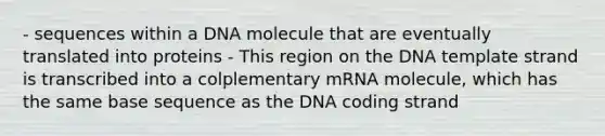 - sequences within a DNA molecule that are eventually translated into proteins - This region on the DNA template strand is transcribed into a colplementary mRNA molecule, which has the same base sequence as the DNA coding strand