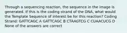 Through a sequencing reaction, the sequence in the image is generated. If this is the coding strand of the DNA, what would the Template Sequence of interest be for this reaction? Coding Strand: GATTCAGC A GATTCAGC B CTAAGTCG C CUAACUCG D None of the answers are correct