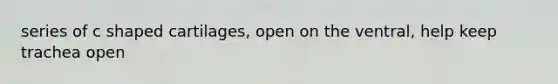 series of c shaped cartilages, open on the ventral, help keep trachea open