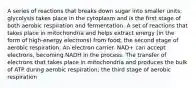 A series of reactions that breaks down sugar into smaller units; glycolysis takes place in the cytoplasm and is the first stage of both aerobic respiration and fermentation. A set of reactions that takes place in mitochondria and helps extract energy (in the form of high-energy electrons) from food; the second stage of aerobic respiration. An electron carrier. NAD+ can accept electrons, becoming NADH in the process. The transfer of electrons that takes place in mitochondria and produces the bulk of ATP during aerobic respiration; the third stage of aerobic respiration