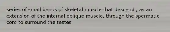 series of small bands of <a href='https://www.questionai.com/knowledge/klixZejDS2-skeletal-muscle' class='anchor-knowledge'>skeletal muscle</a> that descend , as an extension of the internal oblique muscle, through the spermatic cord to surround the testes