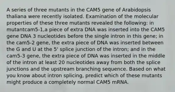 A series of three mutants in the CAM5 gene of Arabidopsis thaliana were recently isolated. Examination of the molecular properties of these three mutants revealed the following: in mutantcam5-1,a piece of extra DNA was inserted into the CAM5 gene DNA 3 nucleotides before the single intron in this gene; in the cam5-2 gene, the extra piece of DNA was inserted between the G and U at the 5' splice junction of the intron; and in the cam5-3 gene, the extra piece of DNA was inserted in the middle of the intron at least 20 nucleotides away from both the splice junctions and the upstream branching sequence. Based on what you know about intron splicing, predict which of these mutants might produce a completely normal CAM5 mRNA.