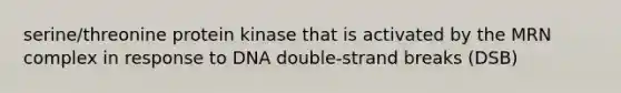 serine/threonine protein kinase that is activated by the MRN complex in response to DNA double-strand breaks (DSB)