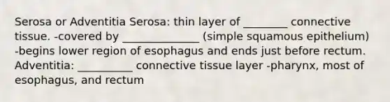 Serosa or Adventitia Serosa: thin layer of ________ connective tissue. -covered by ______________ (simple squamous epithelium) -begins lower region of esophagus and ends just before rectum. Adventitia: __________ connective tissue layer -pharynx, most of esophagus, and rectum