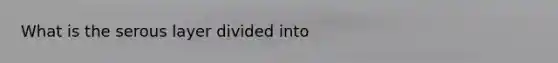 What is the serous layer divided into