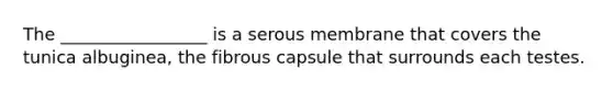 The _________________ is a serous membrane that covers the tunica albuginea, the fibrous capsule that surrounds each testes.