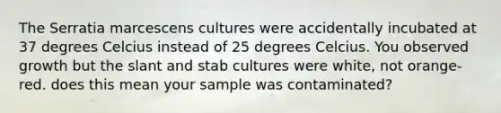 The Serratia marcescens cultures were accidentally incubated at 37 degrees Celcius instead of 25 degrees Celcius. You observed growth but the slant and stab cultures were white, not orange-red. does this mean your sample was contaminated?