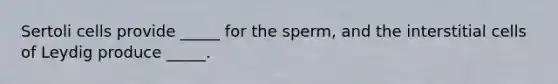 Sertoli cells provide _____ for the sperm, and the interstitial cells of Leydig produce _____.