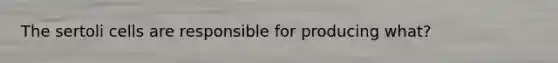 The sertoli cells are responsible for producing what?