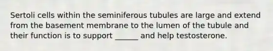 Sertoli cells within the seminiferous tubules are large and extend from the basement membrane to the lumen of the tubule and their function is to support ______ and help testosterone.