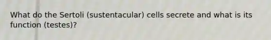 What do the Sertoli (sustentacular) cells secrete and what is its function (testes)?