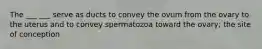 The ___ ___ serve as ducts to convey the ovum from the ovary to the uterus and to convey spermatozoa toward the ovary; the site of conception