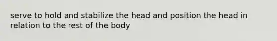 serve to hold and stabilize the head and position the head in relation to the rest of the body