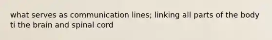 what serves as communication lines; linking all parts of the body ti the brain and spinal cord